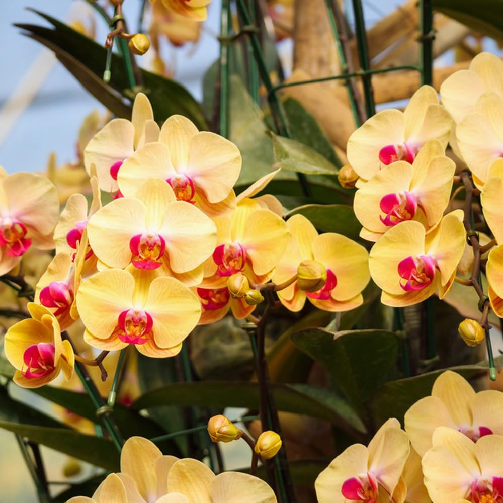 Phalaenopsis Rare Orchid Seeds Bonsai Plants Flowers Seeds